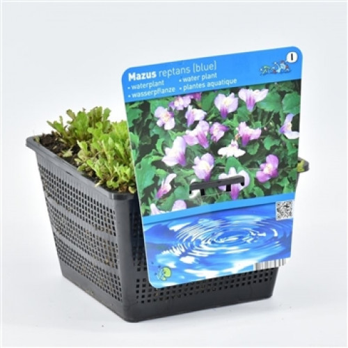 A Mazus reptans (blue) aquatic plant in a black plastic pot with accompanying label.