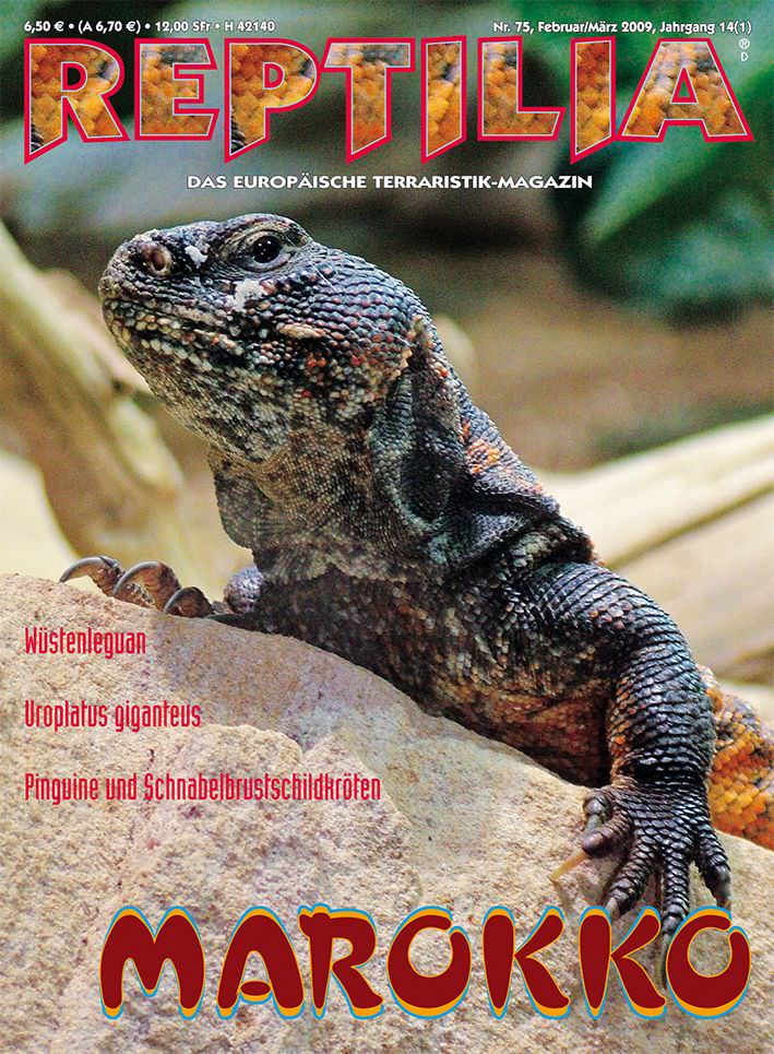 Reptilia 75 - Marokko