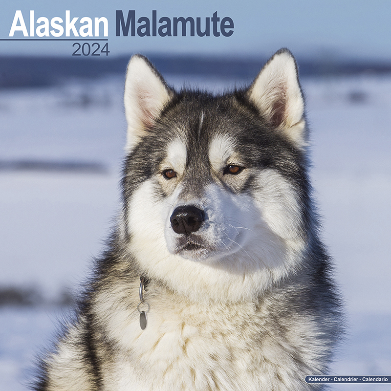 Kalender 2024 Alaskan Malamute