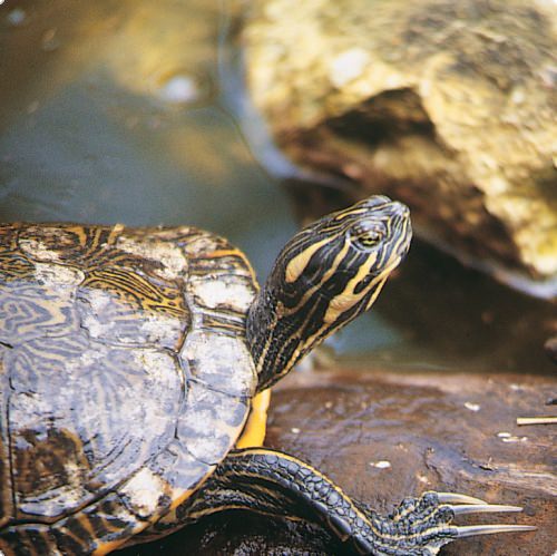 Schildkrötensonne Aqua 