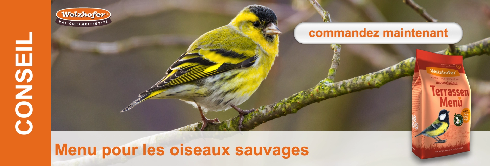 Un mésangeai jaune et noir est perché sur une branche ; à droite, un paquet de nourriture avec un oiseau similaire dessus. Texte : "Terrassen Menu".