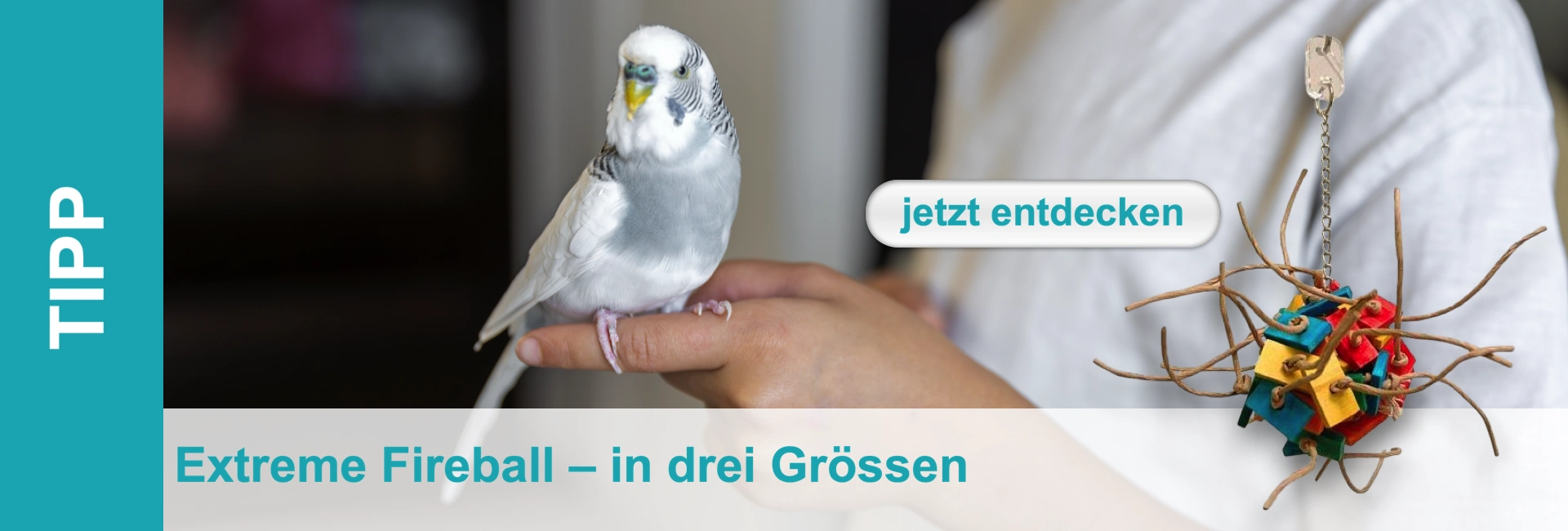 A pale grey budgie sits on a finger with a colourful toy dangling next to it.