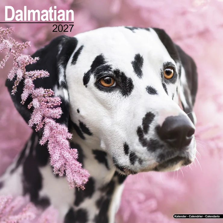 Calendrier 2026 Dalmatien