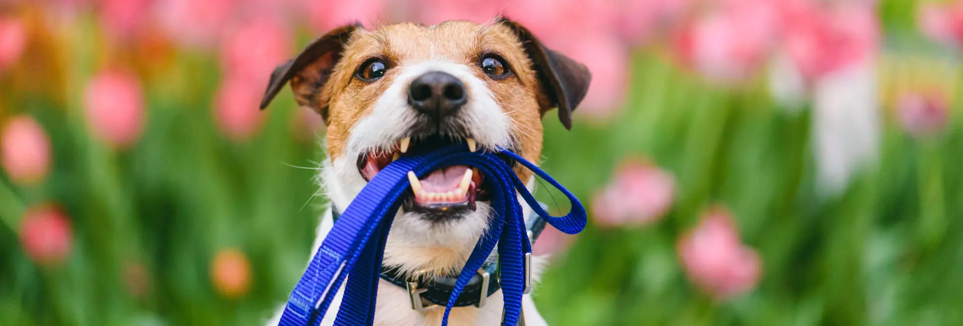 Hunde Leine Hunde Leine