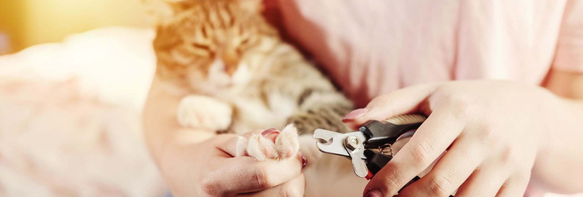 Katzen Krallenpflege Katzen Krallenpflege