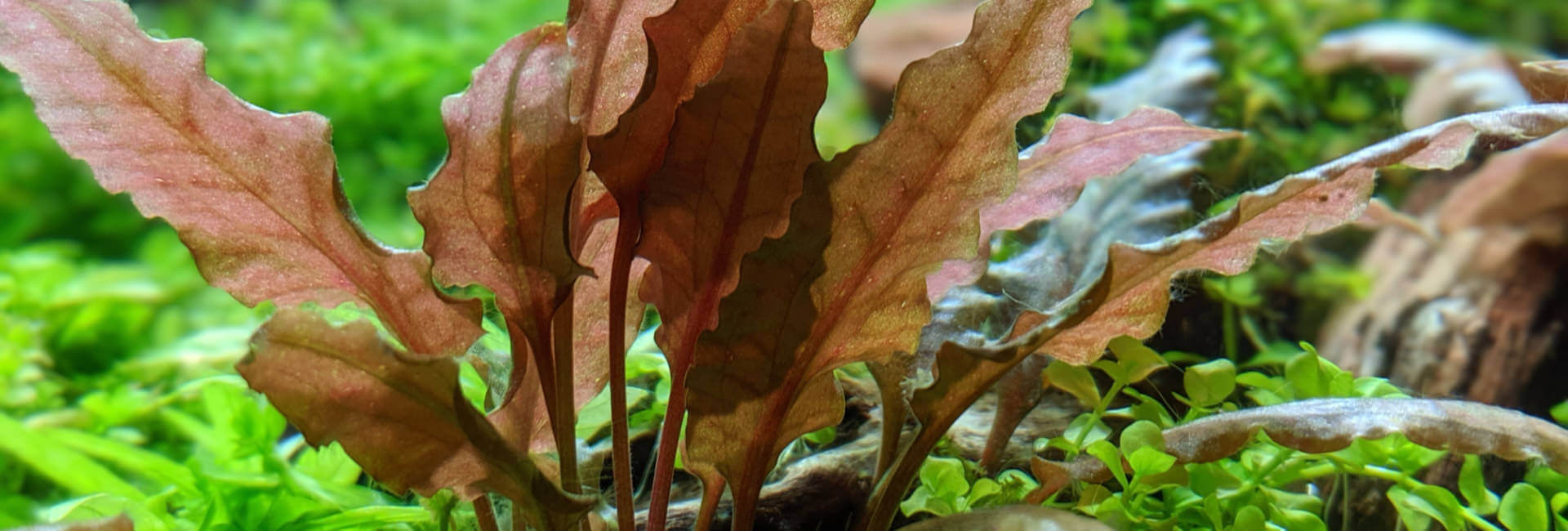 Aquarium Pflanzen / Cryptocoryne