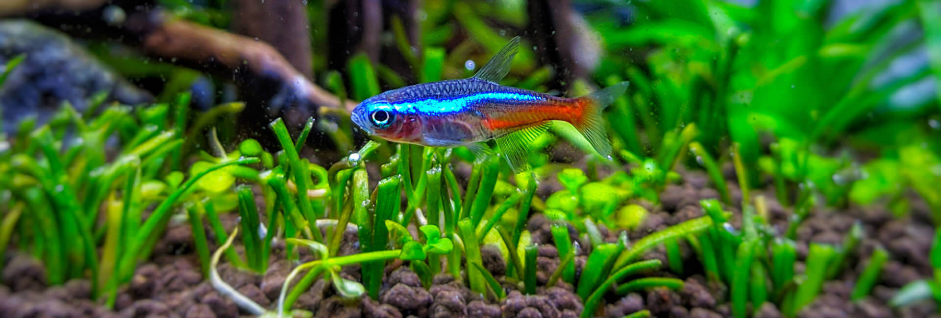 Aquascaping Bodengrund Aquascaping Bodengrund