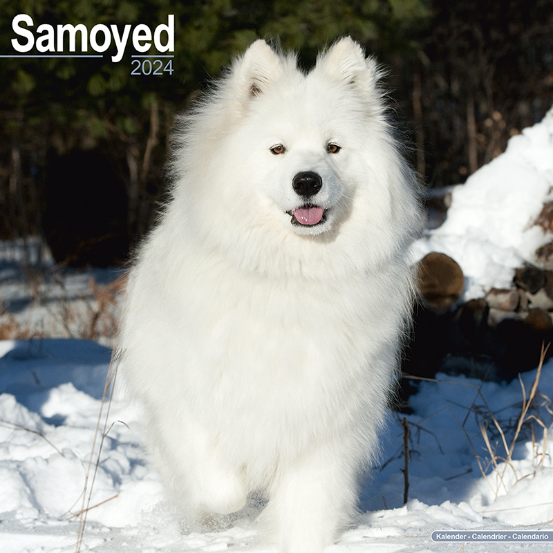 Kalender 2024 Samoyed - Samoyed