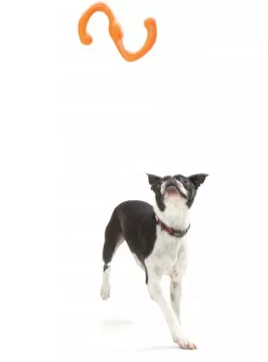 West Paw Bümi