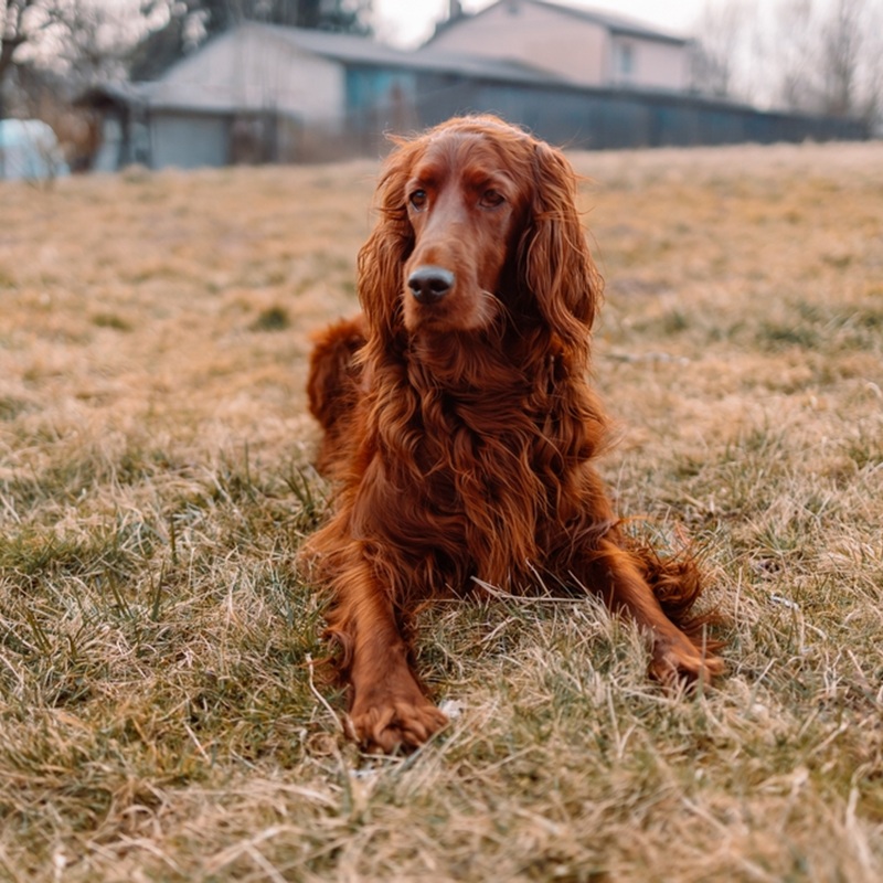 Ein liegender Irish Setter mit langem, gewelltem, rotem Fell auf einer Wiese.