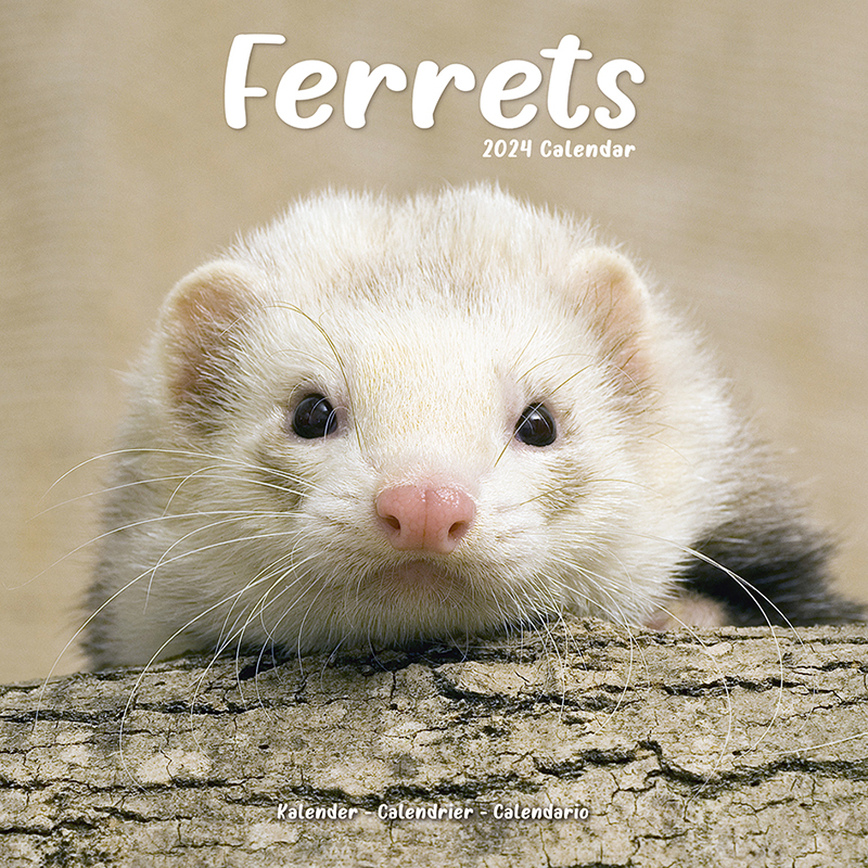 Kalender 2024 Frettchen - Ferrets - Europäischer Illtis