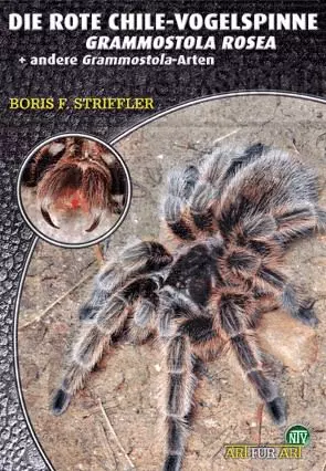 Die Rote Chile-Vogelspinne