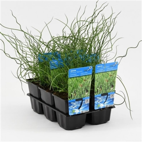 English water mint (9cm) - Preslia cervina 'Alba'