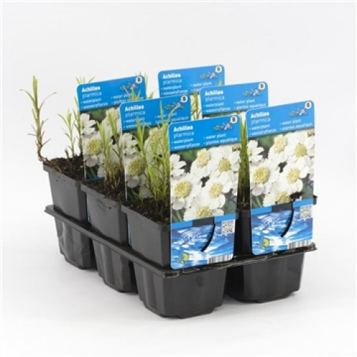Planter with Achilles ptarmica aquatic plants with white flower heads and green leaves, including plant label.