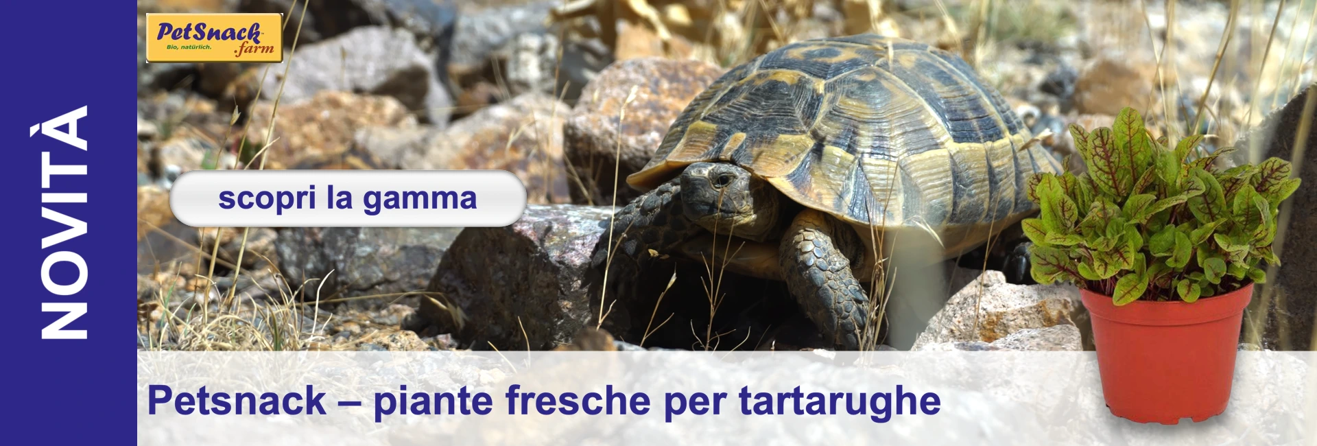 Una grande tartaruga terrestre dal carapace marrone-nero giace tra le rocce e l'erba secca. Alla sua destra si trova una pianta in vaso con foglie verdi e venature rosse in un vaso arancione. L'habitat naturale alla luce del sole.