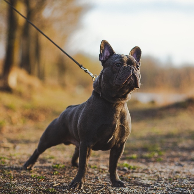 Eine graublaue Französische Bulldogge steht auf einem Feldweg, mit Leine und Halsband.