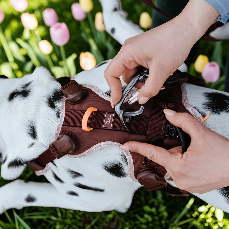 Une personne attache un mousqueton de sécurité en aluminium argenté de la laisse Hunter Action ErgoMove Pro Beere au dos d'un dalmatien. Le chien porte un harnais Hunter rouge bordeaux. À l'arrière-plan, on aperçoit de la verdure et des tulipes.