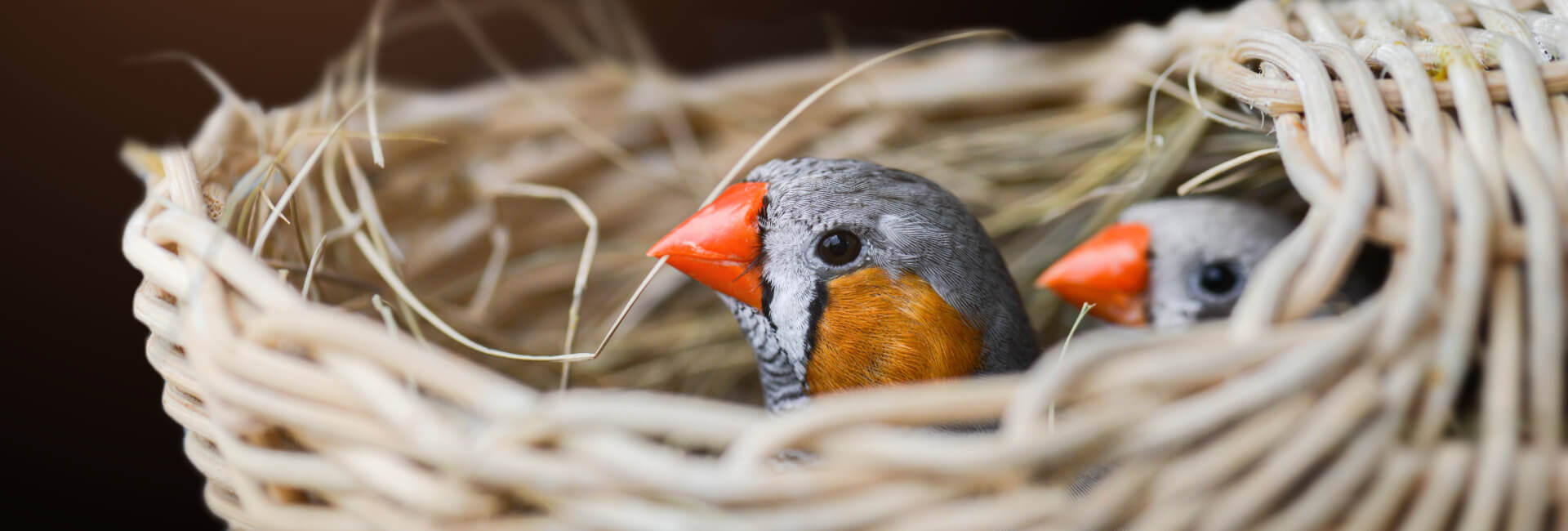 Vogel Zucht