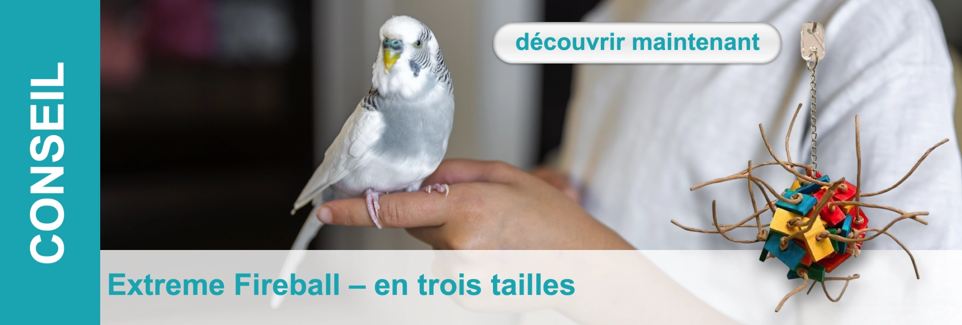 Une perruche est assise sur une main, à côté d'un jouet avec des blocs de bois et des branches colorés. En arrière-plan, une personne.