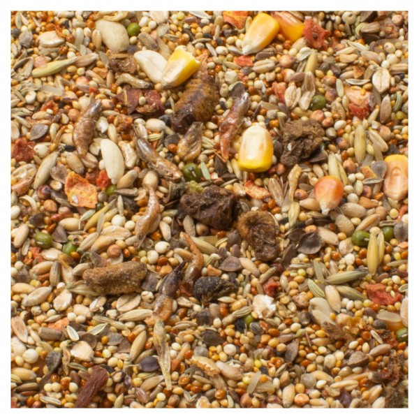 Close-up of a varied feed mix consisting of seeds, grains and proteins: small yellow, brown and green seeds, large yellow maize kernels, oat flakes, pieces of red dried fruit and brownish insects or prawns.