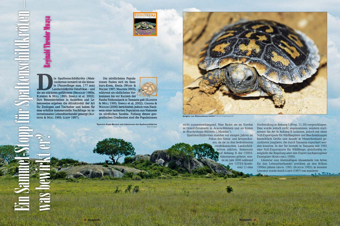 Marginata 37 - Spaltenschildkröten