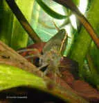 amanogarnele2 Crevettes Amano