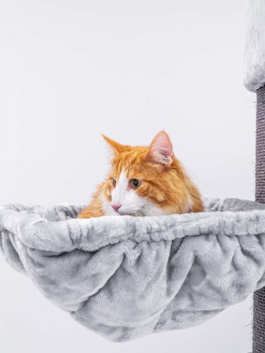 Un gatto arancione e bianco giace rilassato in una morbida cuccia grigio chiaro accanto al tiragraffi. Ha la testa leggermente girata verso destra e lo sguardo attento. Il pelo è morbido, lo sfondo è semplicemente bianco.