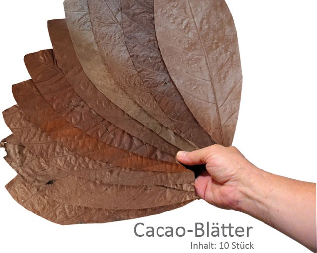 Cacao Blätter
