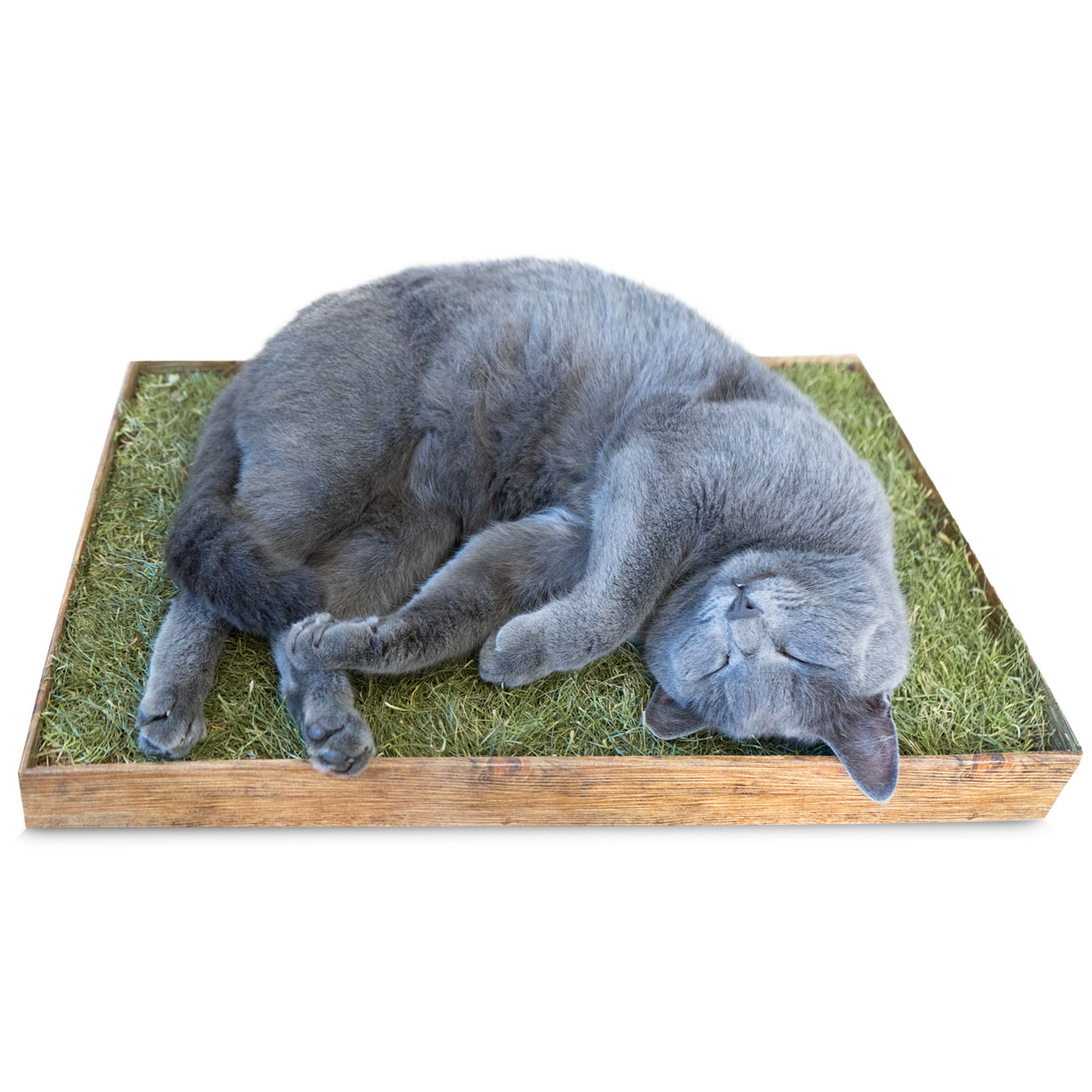 Un gatto grigio e soffice dorme serenamente su un tappeto di erba sintetica verde dentro una cornice rettangolare di legno. È raggomitolato su un fianco, con gli occhi chiusi e un'espressione rilassata.