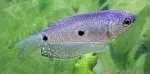 Blauer Fadenfisch