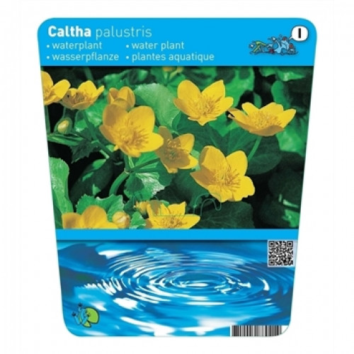 Label for water plant "Caltha palustris" with yellow flowers and water wave illustration.