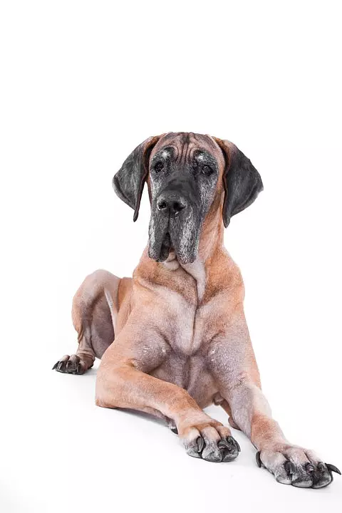 deutsche-dogge-2 Deutsche Dogge