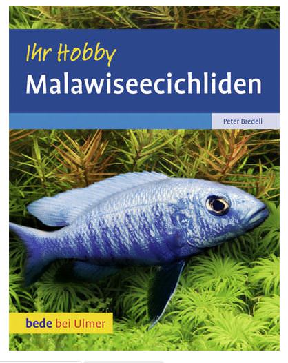 Malawi cichlids Ihr Hobby