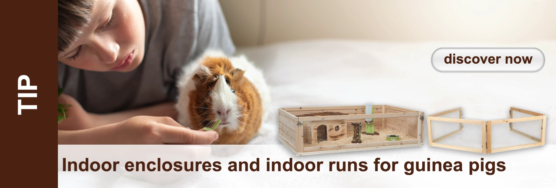 A child feeds a guinea pig with green food; in the background guinea pig hutch and free-range enclosure.