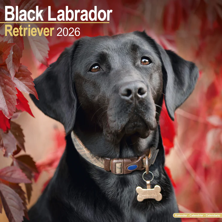 Kalender 2026 Labrador Retriever schwarz (Black)