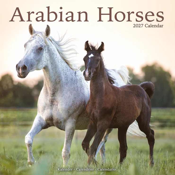 Kalender 2027 Araber - Arabian Horses