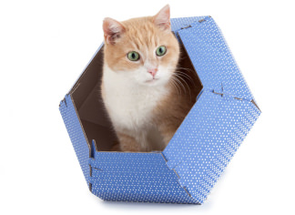 Cat in the box Chloe