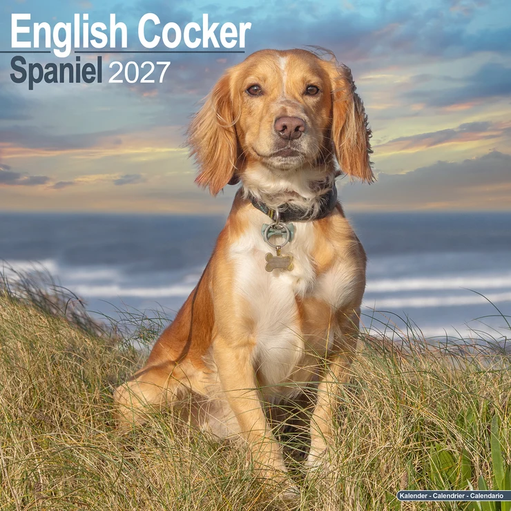 Kalender 2027 English Cocker Spaniel