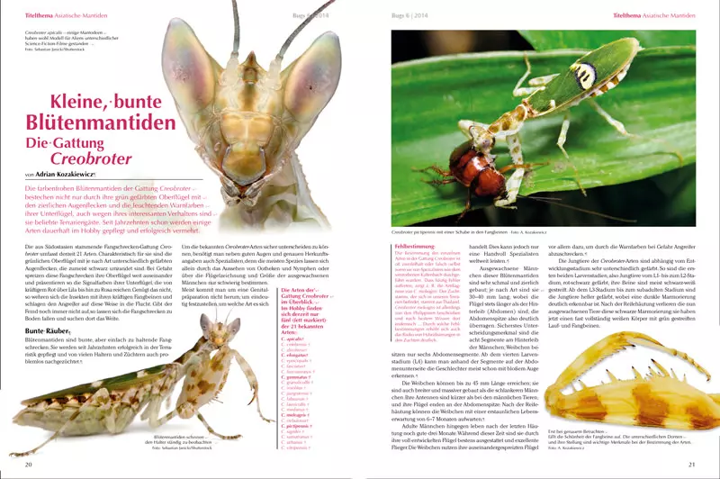 bugs-06-asiatische-mantiden-2 Bugs Nr. 06 - Asiatische Mantiden