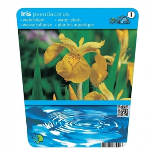 Label for a yellow marsh iris, with water waves at the bottom and Latin, German, English and French text at the top.
