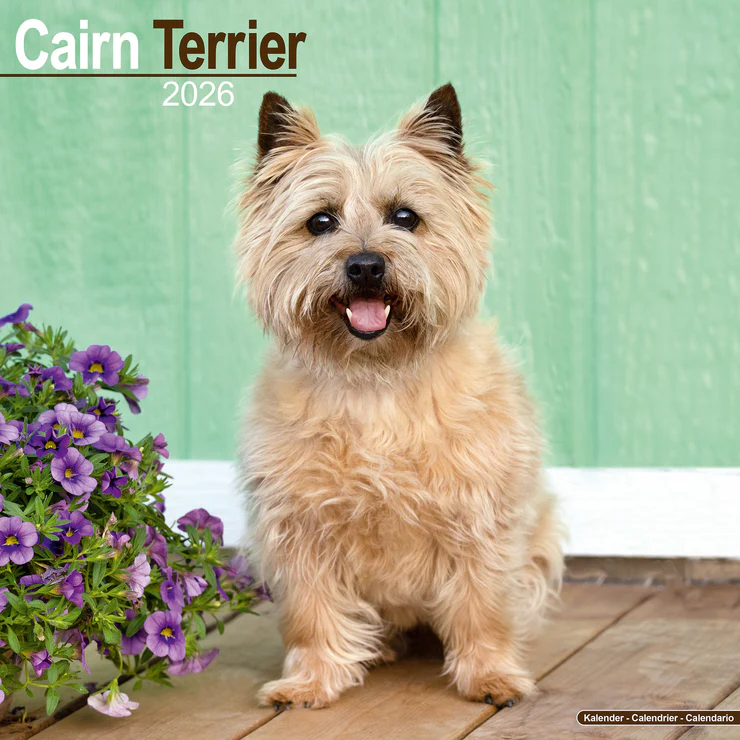 Kalender 2026 Cairn Terrier