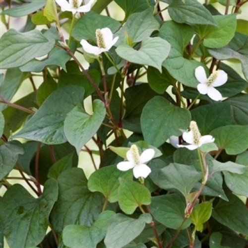 Houttuynia (9cm) – Houttuynia cordata