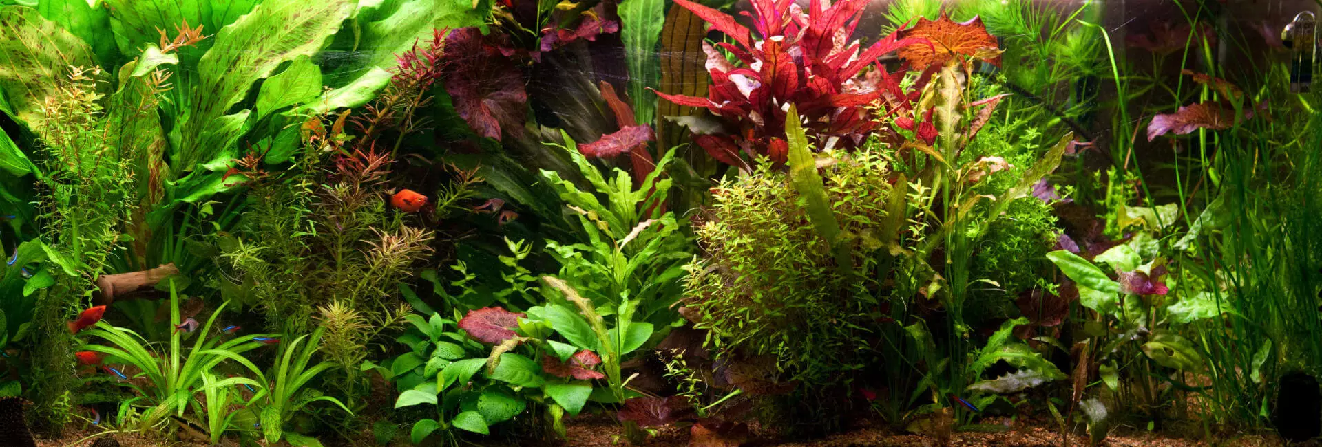 Aquarium Reinigung / Pflege & Pflanzenpflege