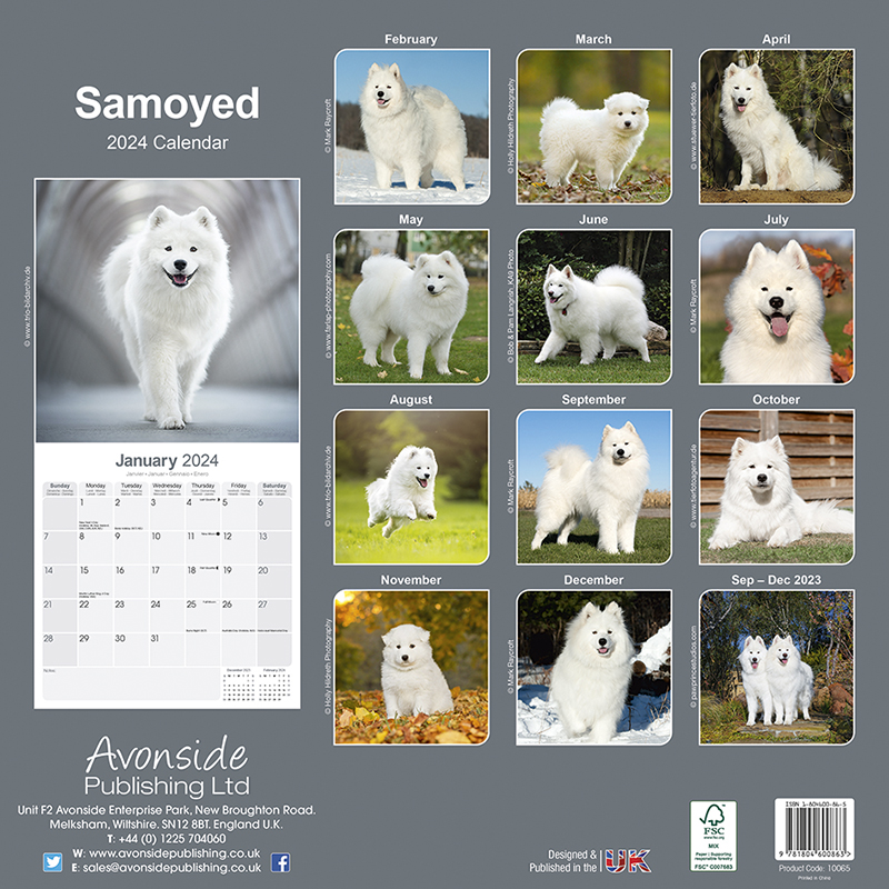 Kalender 2024 Samoyed - Samoyed