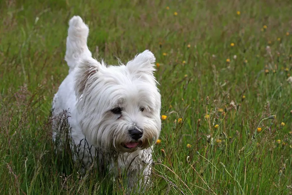 westie-white West Highland White Terrier