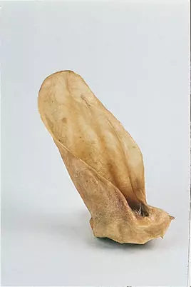 Kalbsöhrli