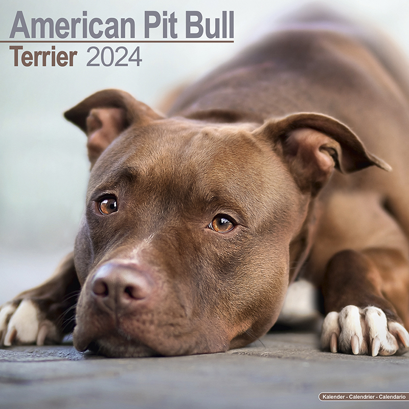 Calendrier 2024 American Pit Bull Terrier