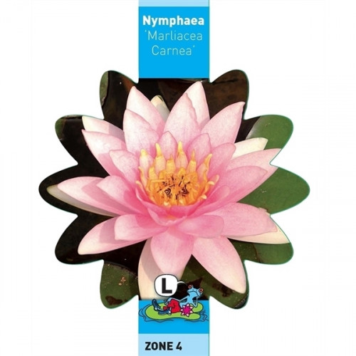 Teichpflanzen - Seerose Carnea - rosa