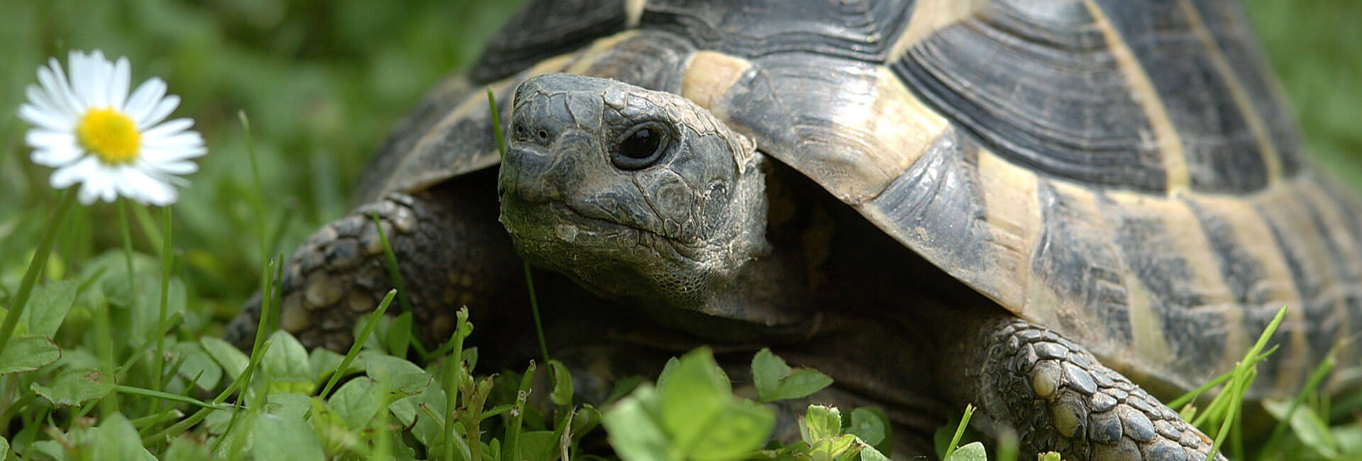 Schildkröten Gehege