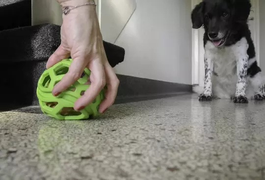 Dog Comets Titan Spielball